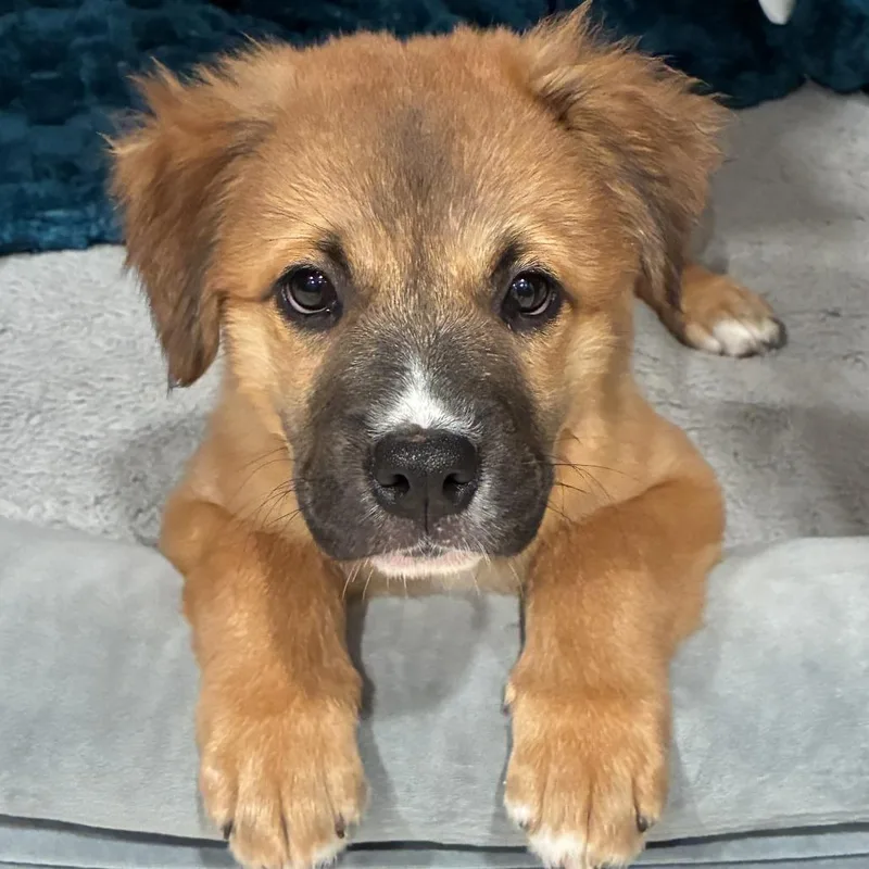 A baby large-sized male Hound dog named Cider for adoption in Durham, NC