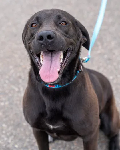 An adult medium-sized male Labrador Retriever dog named Frank for adoption in Pequot Lakes, MN