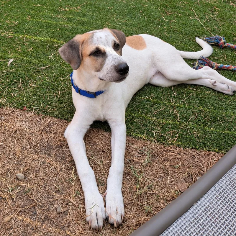 A baby large-sized male Great Pyrenees dog named Alfie for adoption in Colleyville, TX