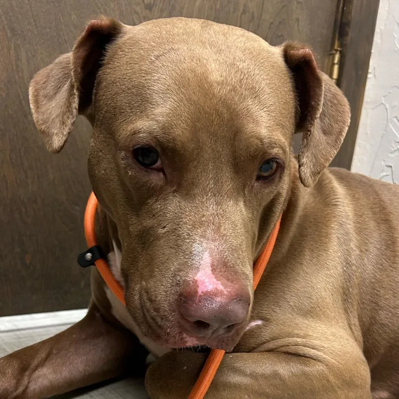 Rico Suave thumbnail 3