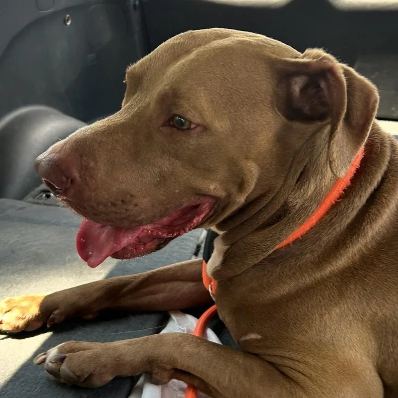 Rico Suave thumbnail 4