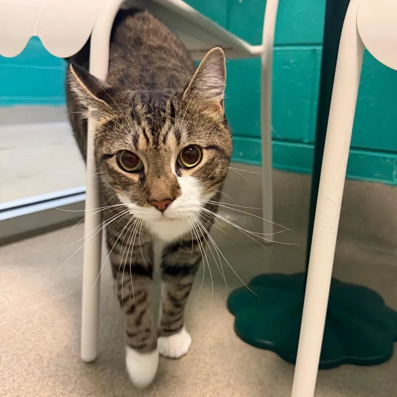 A young large-sized male Brown / Chocolate Domestic Short Hair cat named Franko for adoption in Fredericksburg, VA