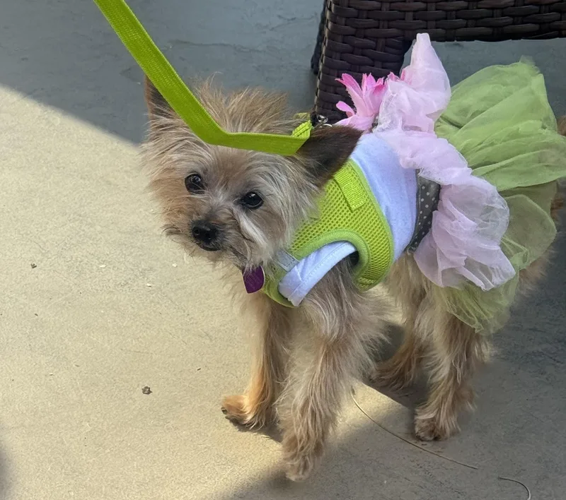 An adult small-sized female Brown / Chocolate Yorkshire Terrier dog named Kenadee for adoption in Covina, CA