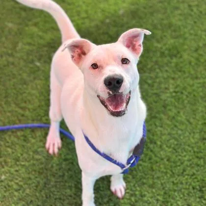 An adult large-sized male White / Cream Pit Bull Terrier dog named Casper for adoption in El Paso, TX
