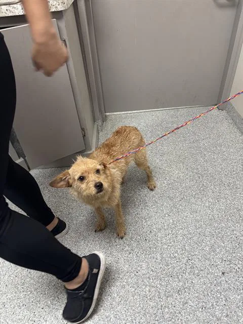 A young medium-sized male Cairn Terrier dog named A for adoption in Pasadena, TX