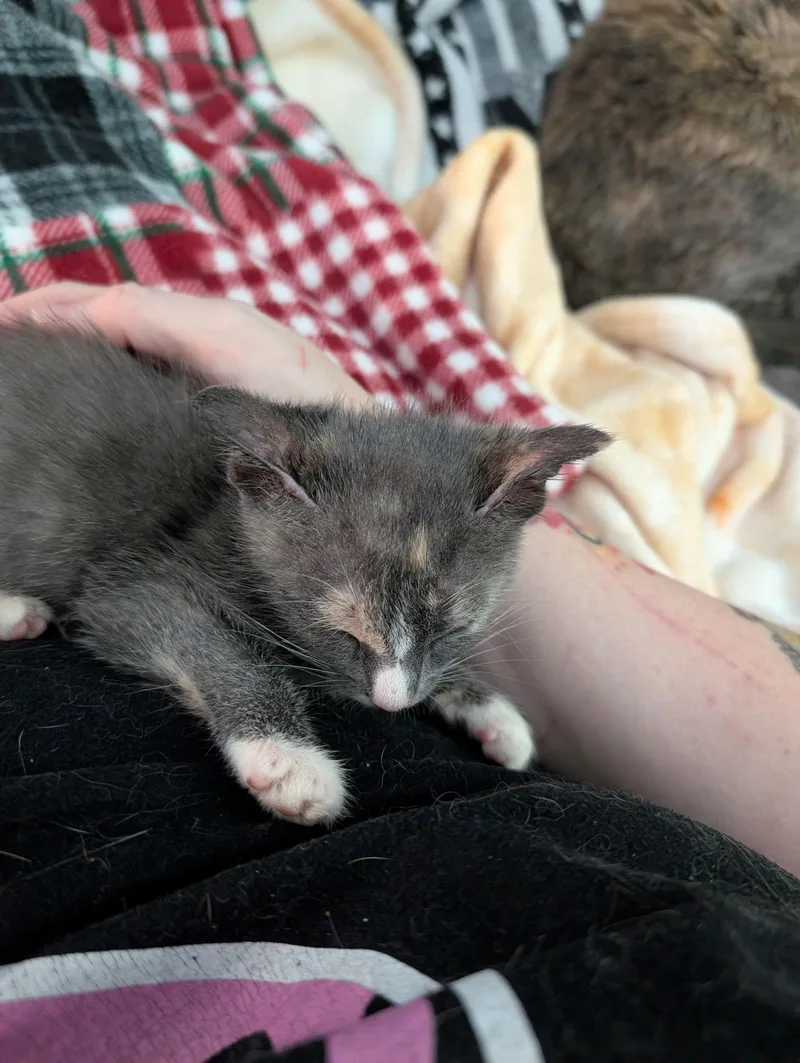 Samantha thumbnail 2