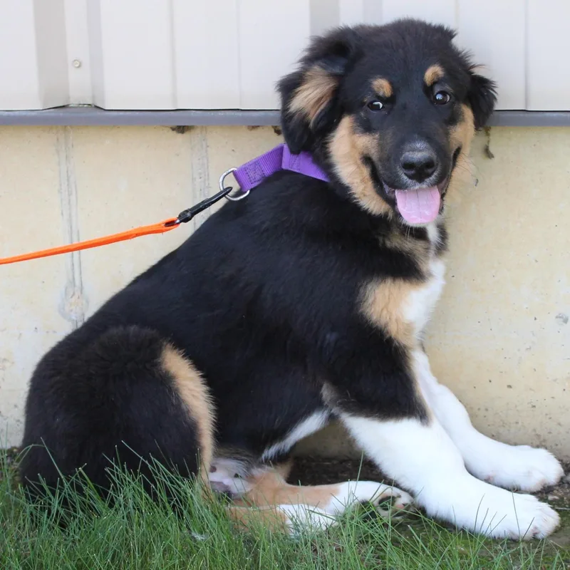 A baby large-sized male Apricot / Beige Great Pyrenees dog named Kason for adoption in Eaton, OH