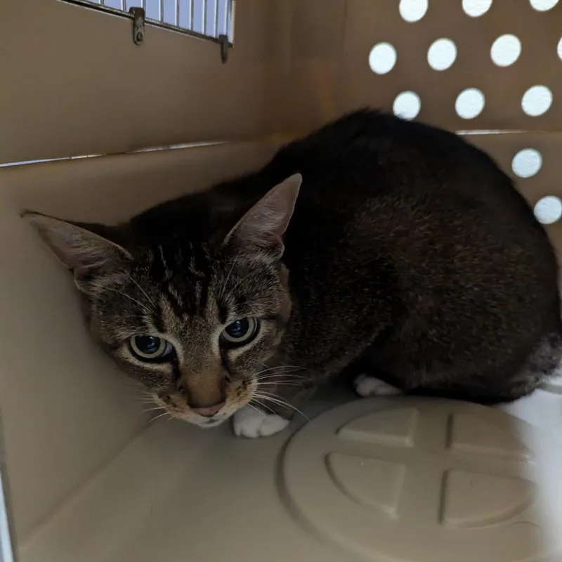 A young large-sized female Gray / Blue / Silver Domestic Short Hair cat named Willow for adoption in Charlottesville, VA