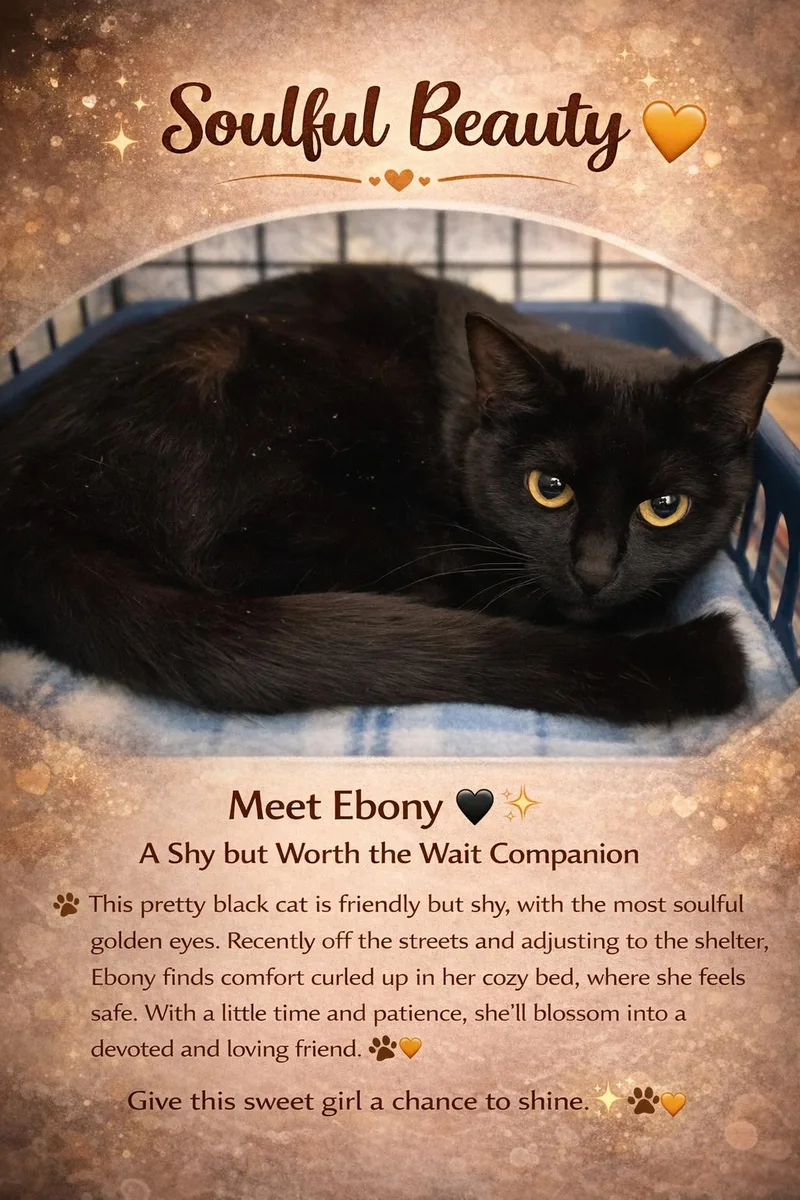 An adult medium-sized female Black Domestic Short Hair cat named Ebony for adoption in Greenville, DE