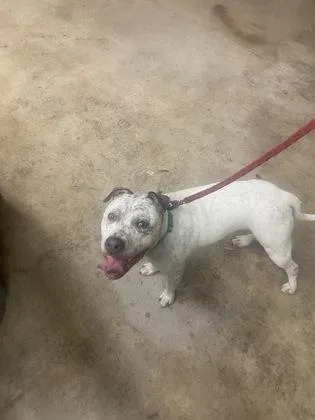 An adult medium-sized female American Bulldog dog named Tuna Melt for adoption in Gainesville, FL