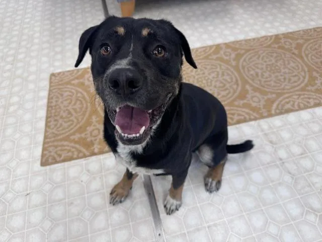 An adult medium-sized male Rottweiler dog named Spot for adoption in Charlotte, NC