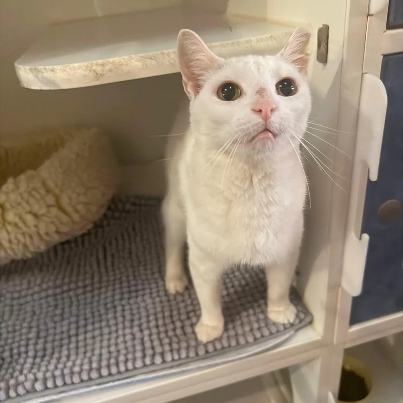 An adult medium-sized female White Domestic Short Hair cat named Elsa for adoption in Brooklyn, NY