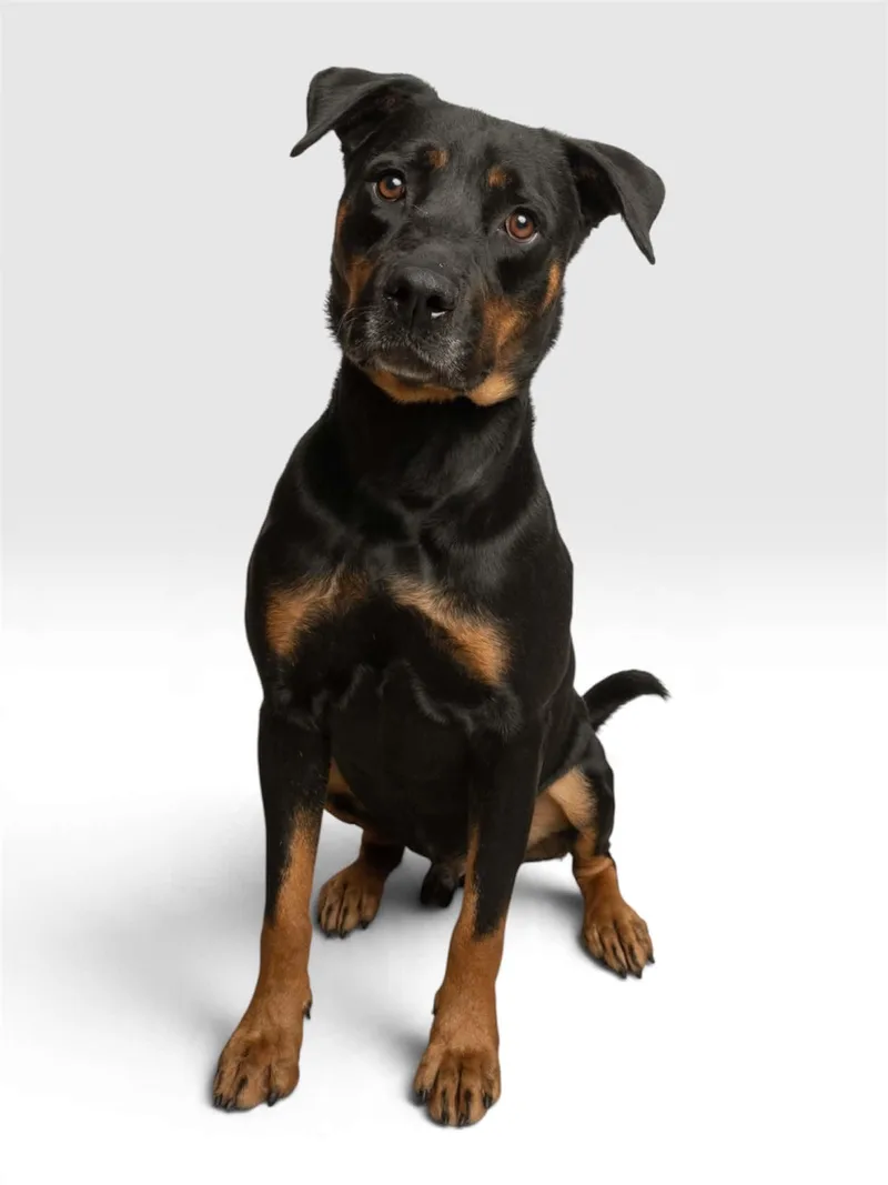 A baby large-sized male Rottweiler dog named Archer for adoption in Richardson, TX