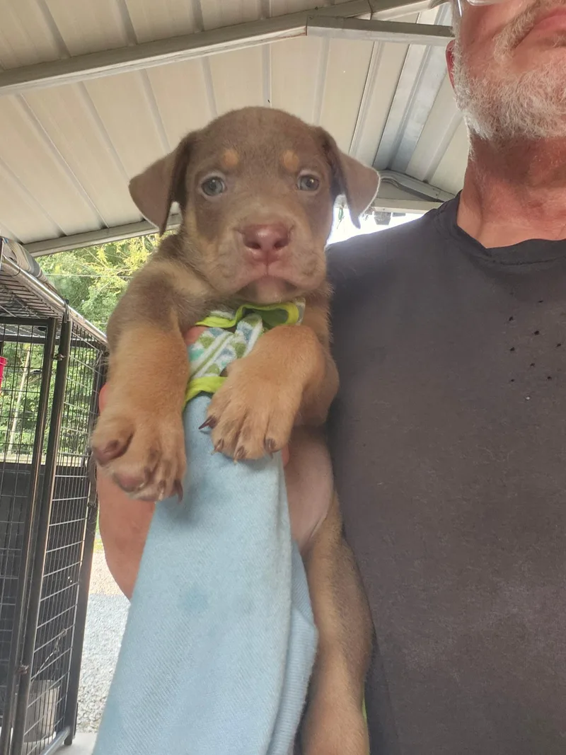 A baby medium-sized male Mixed Breed dog named Nugget for adoption in Fairfield, NJ