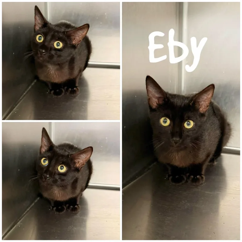A young medium-sized female Black Domestic Short Hair cat named Eby for adoption in Saint James, MO