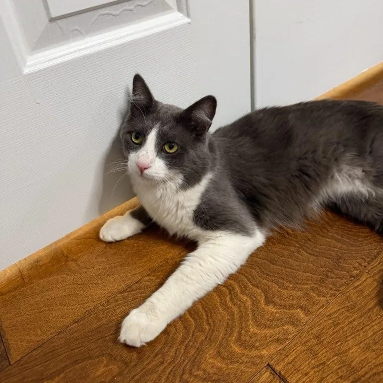 A young medium-sized male Domestic Medium Hair cat named Hopper for adoption in Chandler, AZ