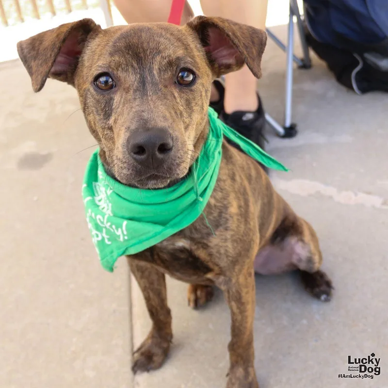 A baby medium-sized male Terrier dog named Codename for adoption in Washington, DC