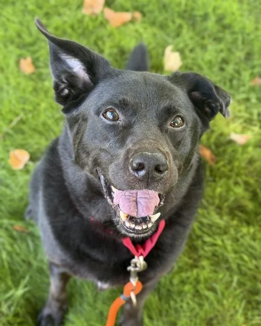 An adult large-sized male Labrador Retriever dog named Boba for adoption in Kent, WA
