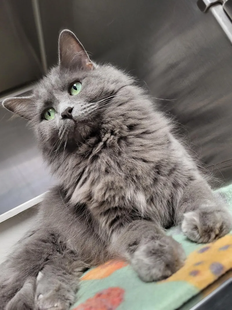 An adult large-sized female Gray / Blue / Silver Domestic Medium Hair cat named Daphne for adoption in Chilton, WI