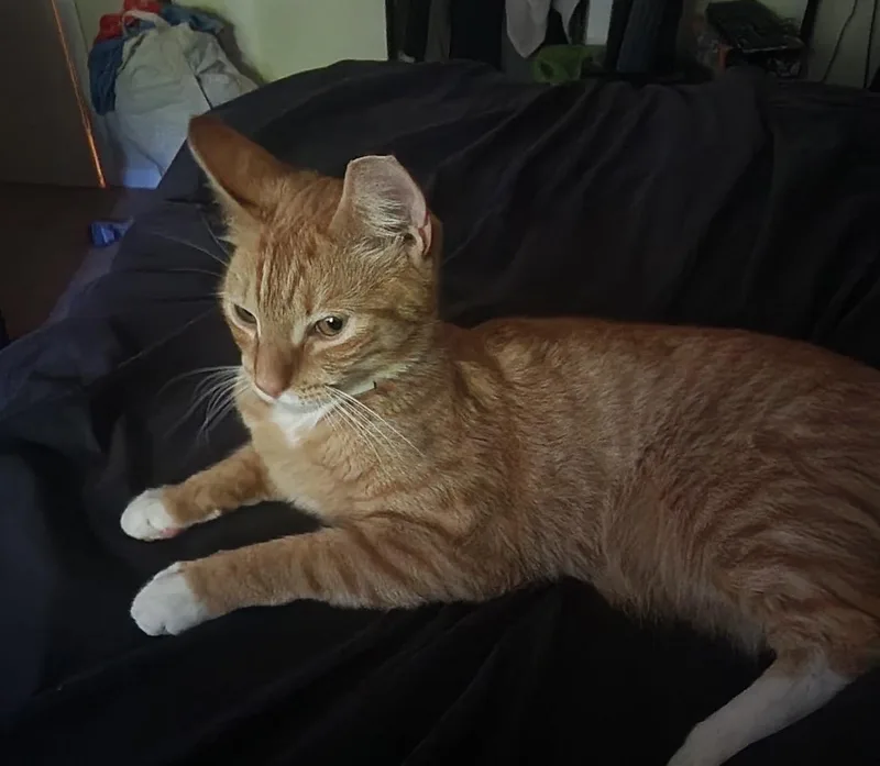 A young large-sized male Domestic Short Hair cat named Vee for adoption in Havertown, PA