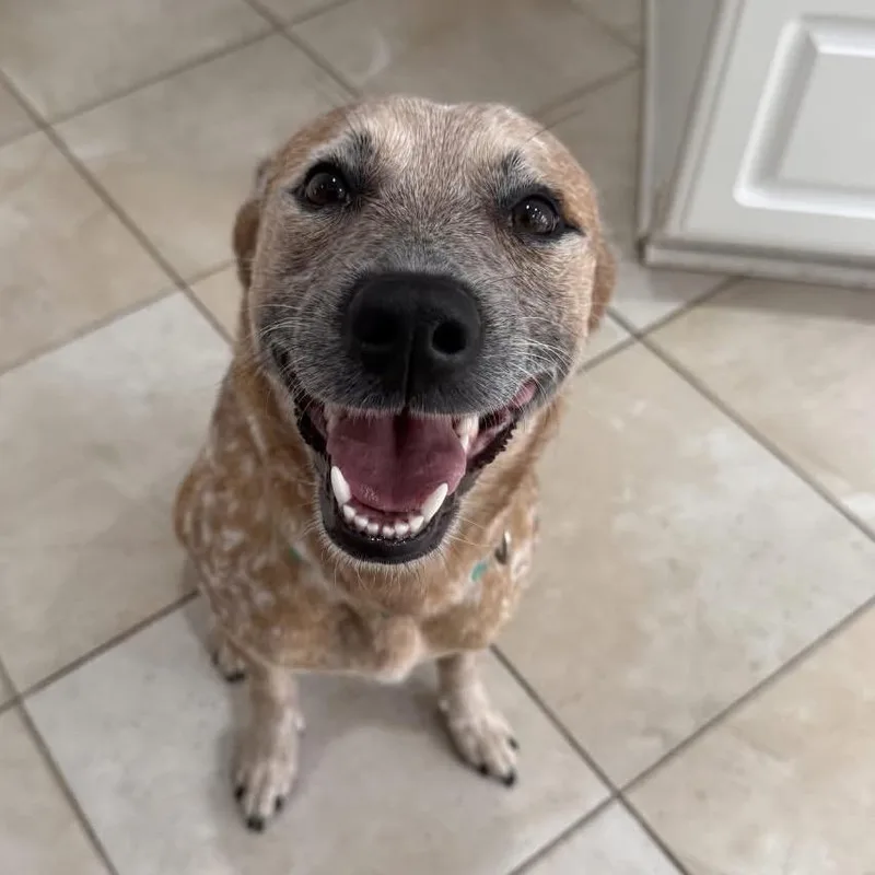 An adult small-sized female Red / Chestnut / Orange Cattle Dog dog named Brooklyn Bambi for adoption in Medford, NJ