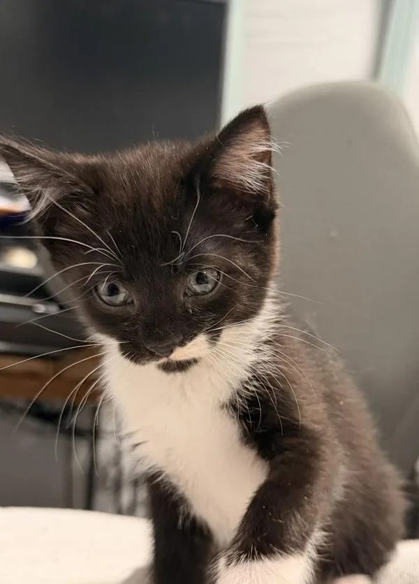 A baby small-sized female Domestic Short Hair cat named Raven for adoption in Vancouver, WA
