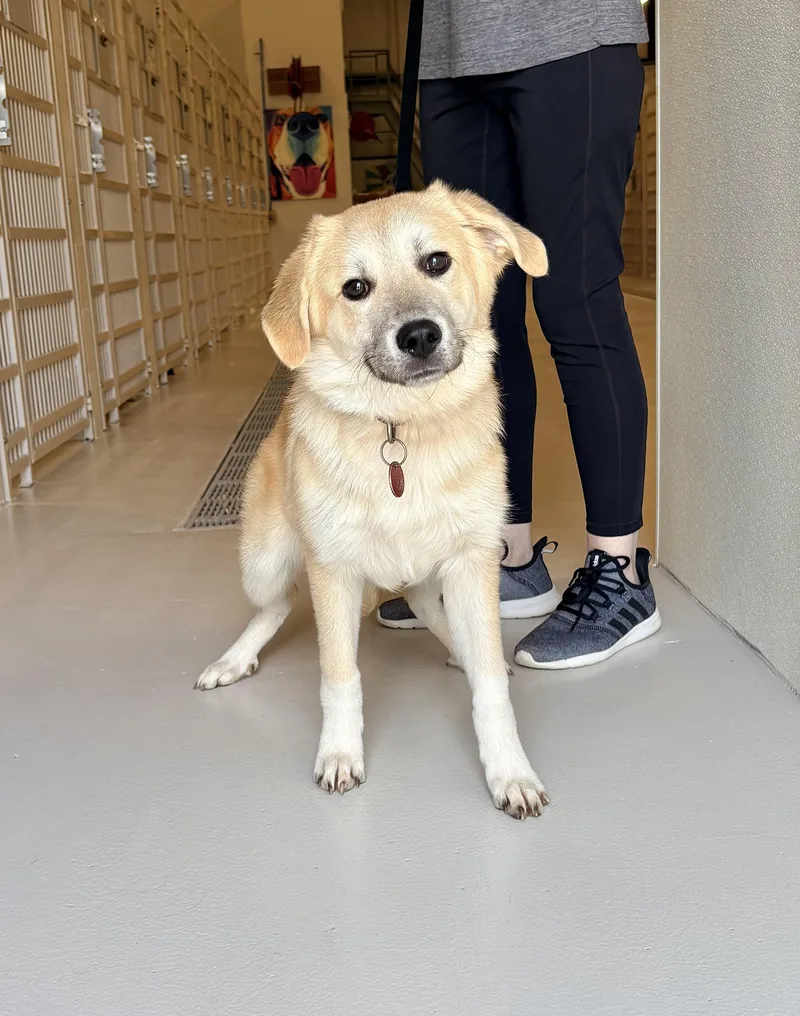 A young medium-sized female Great Pyrenees dog named Socks for adoption in Chicago, IL