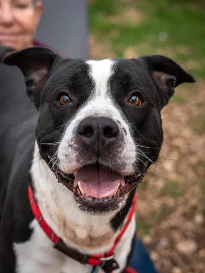 An adult large-sized male Mixed Breed dog named Rufus for adoption in Chamblee, GA