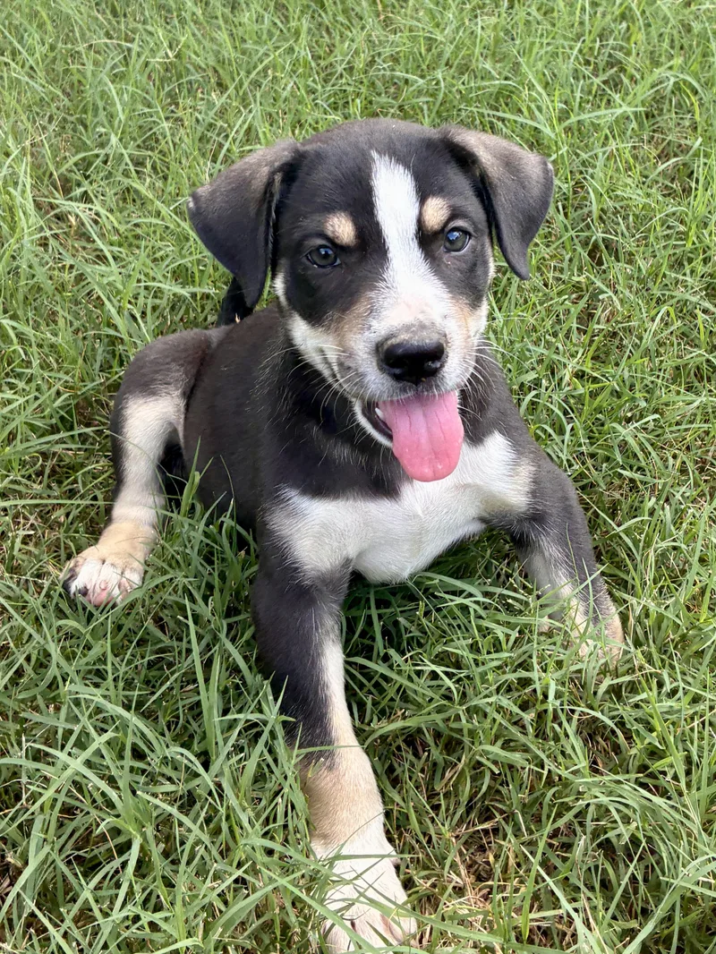 A baby medium-sized female Black Bernese Mountain Dog dog named Winnie for adoption in Cordova, TN