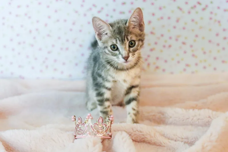 A baby medium-sized female Tabby (Gray / Blue / Silver) Tabby cat named Princess Cuddlestoo for adoption in Chandler, AZ