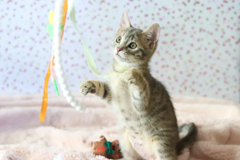 Princess Cuddlestoo thumbnail 2