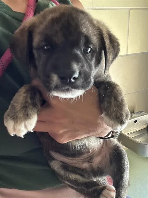 A baby small-sized male Shepherd dog named Donkey for adoption in Riverside, CA