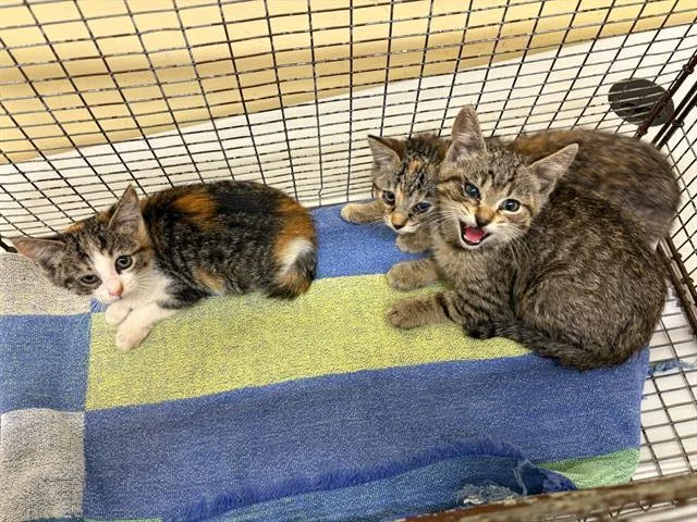 A baby small-sized female Domestic Short Hair cat named Polly for adoption in Tustin, CA