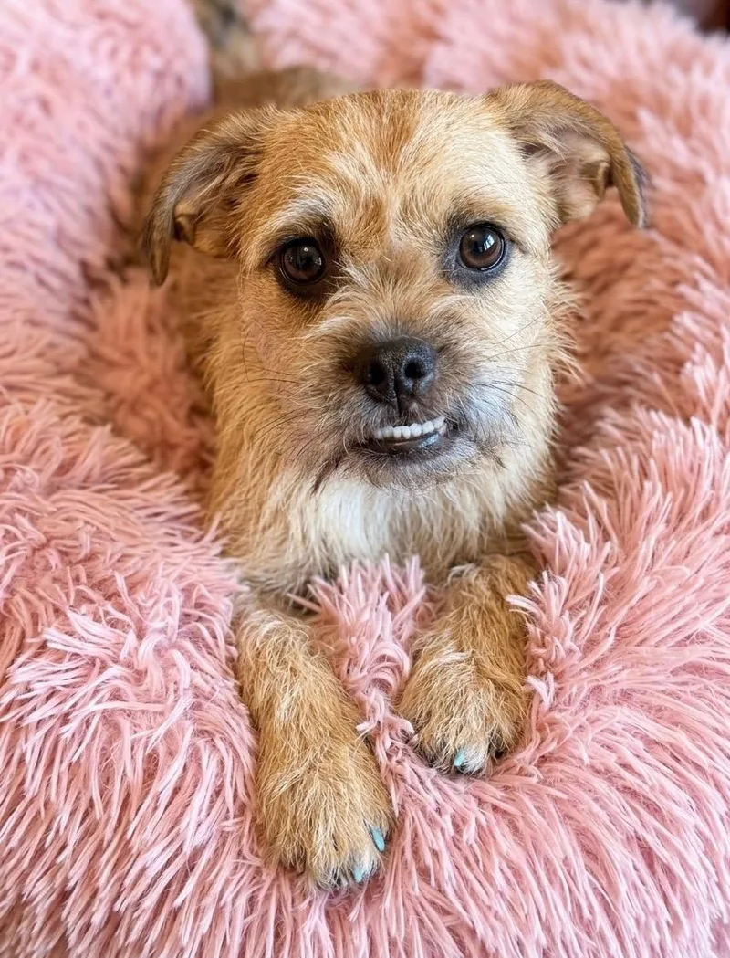A young small-sized female Brussels Griffon dog named Juno for adoption in Rockwall, TX