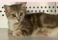 A baby medium-sized female Domestic Short Hair cat named Alley for adoption in West Chester, PA