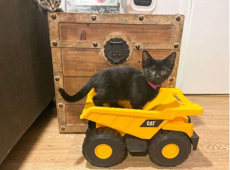 A baby medium-sized female Black Domestic Short Hair cat named Poppy for adoption in Wheaton, IL