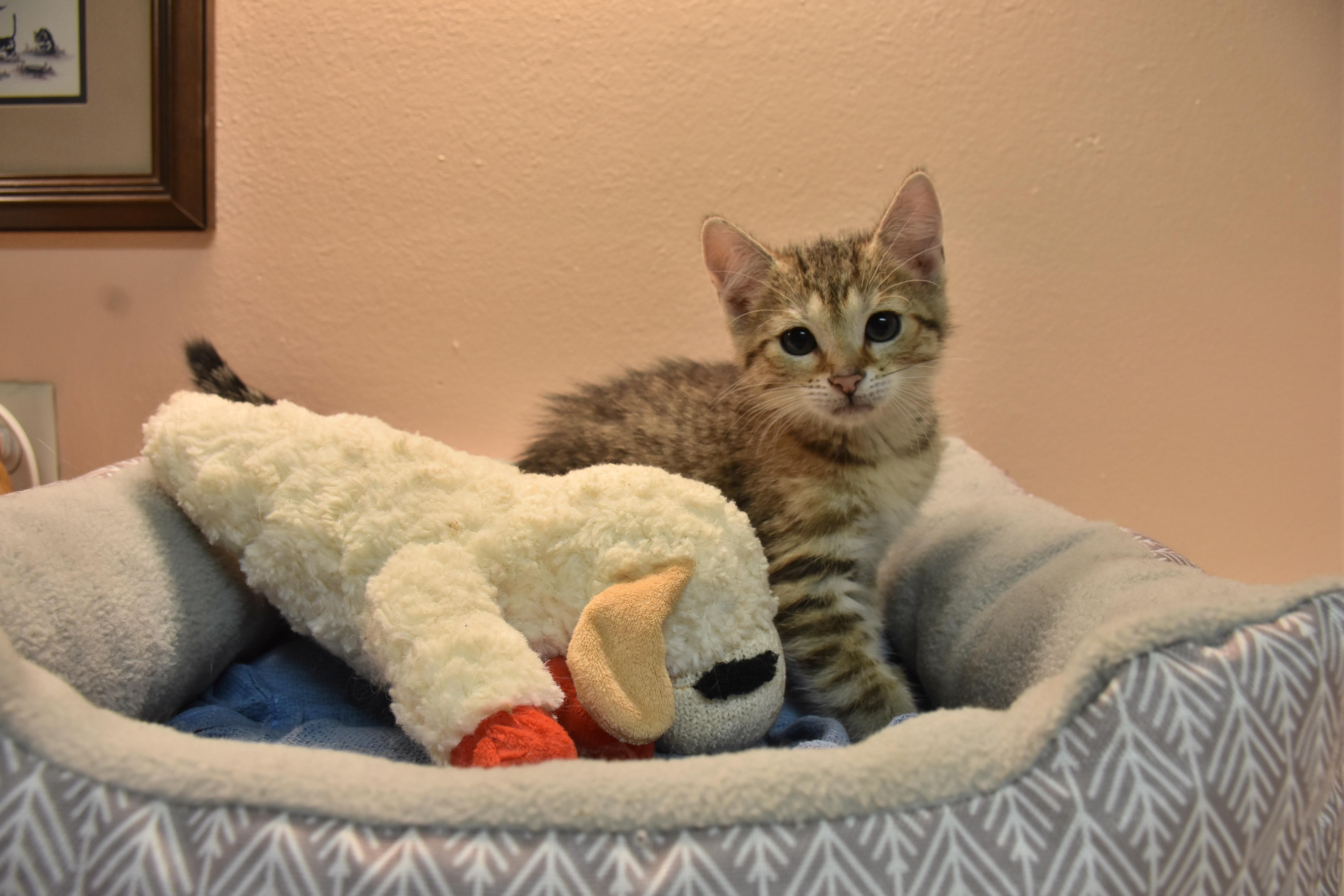 A baby small-sized male Tabby (Brown / Chocolate) Domestic Short Hair cat named Orbit for adoption in North Judson, IN