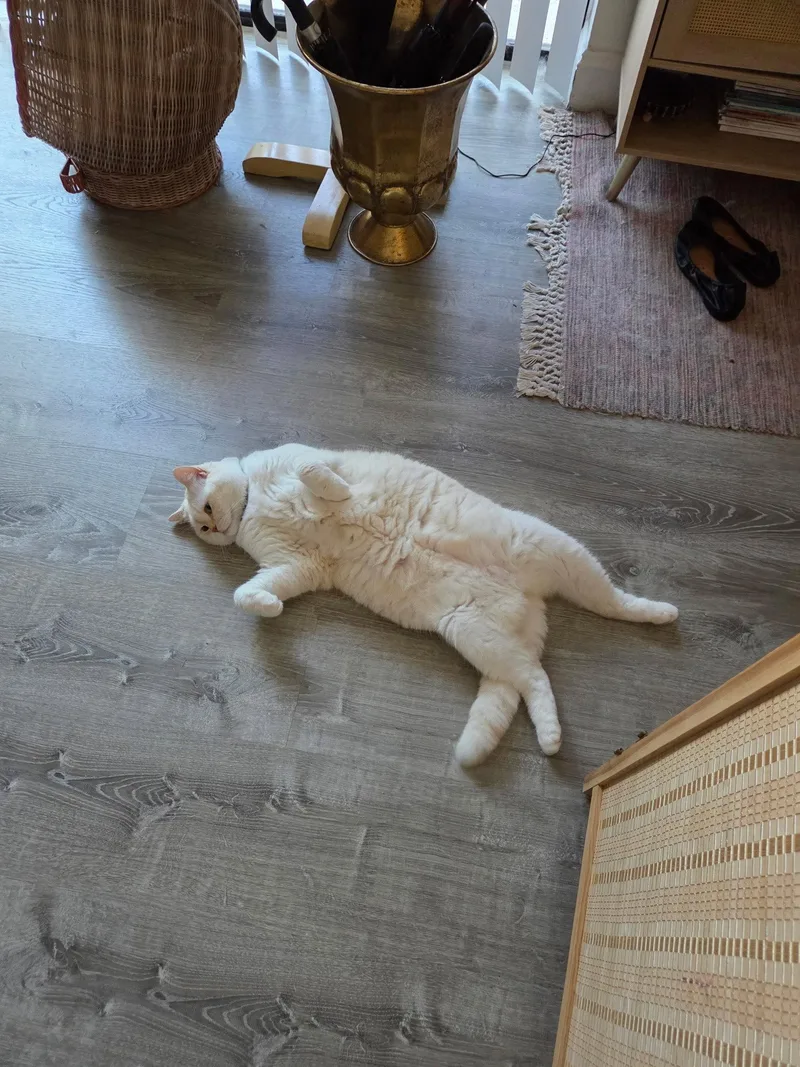 An adult medium-sized male Scottish Fold cat named Azul for adoption in Boynton Beach, FL