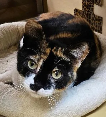 An adult medium-sized female Calico cat named Rebekah for adoption in Tulsa, OK