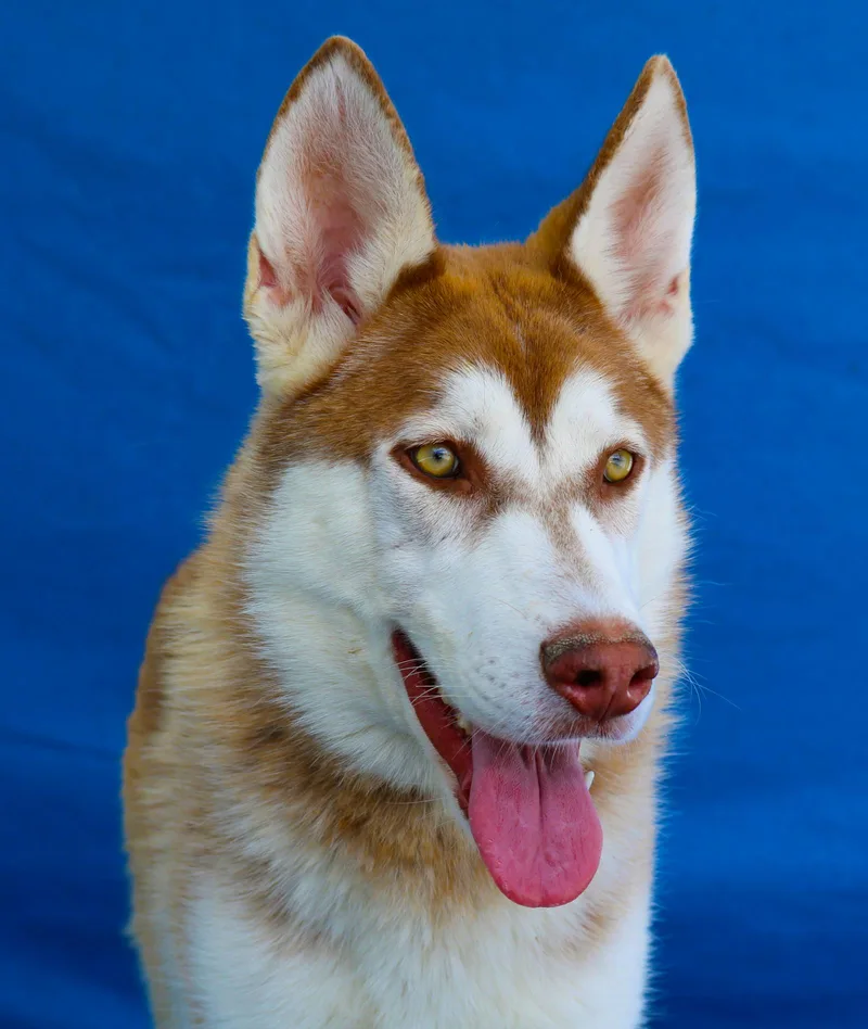 A young medium-sized female Siberian Husky dog named Mami for adoption in Pasadena, CA