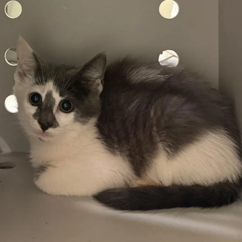 A baby small-sized male Gray / Blue / Silver Domestic Short Hair cat named Hey Luna for adoption in Charlottesville, VA