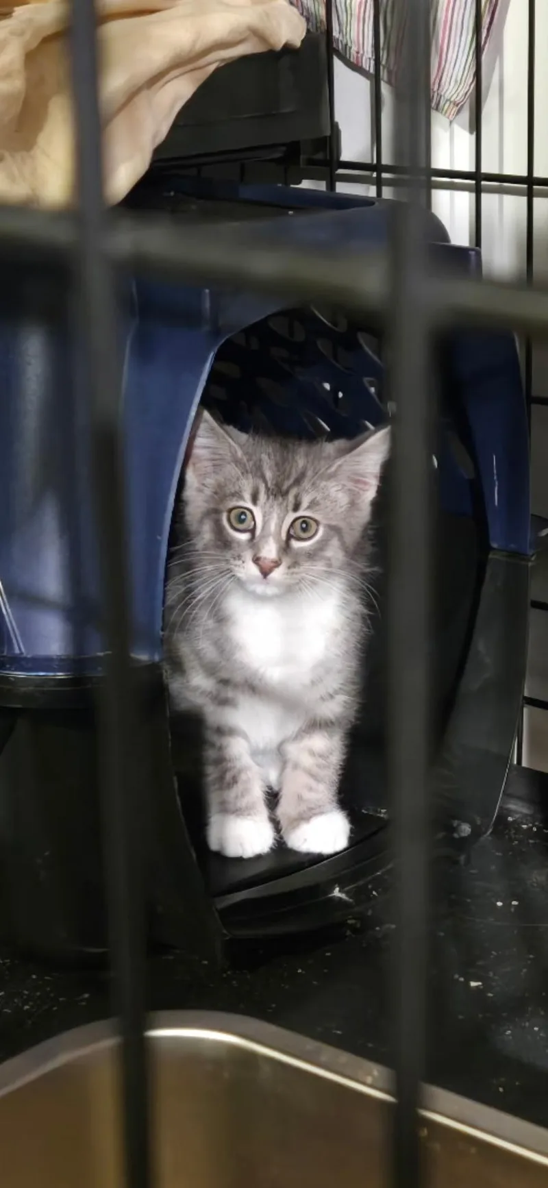 A baby small-sized male Domestic Short Hair cat named Scout for adoption in Canton, CT