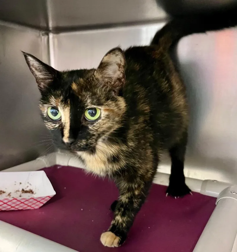 An adult medium-sized female Domestic Short Hair cat named Sandalwood for adoption in Cincinnati, OH