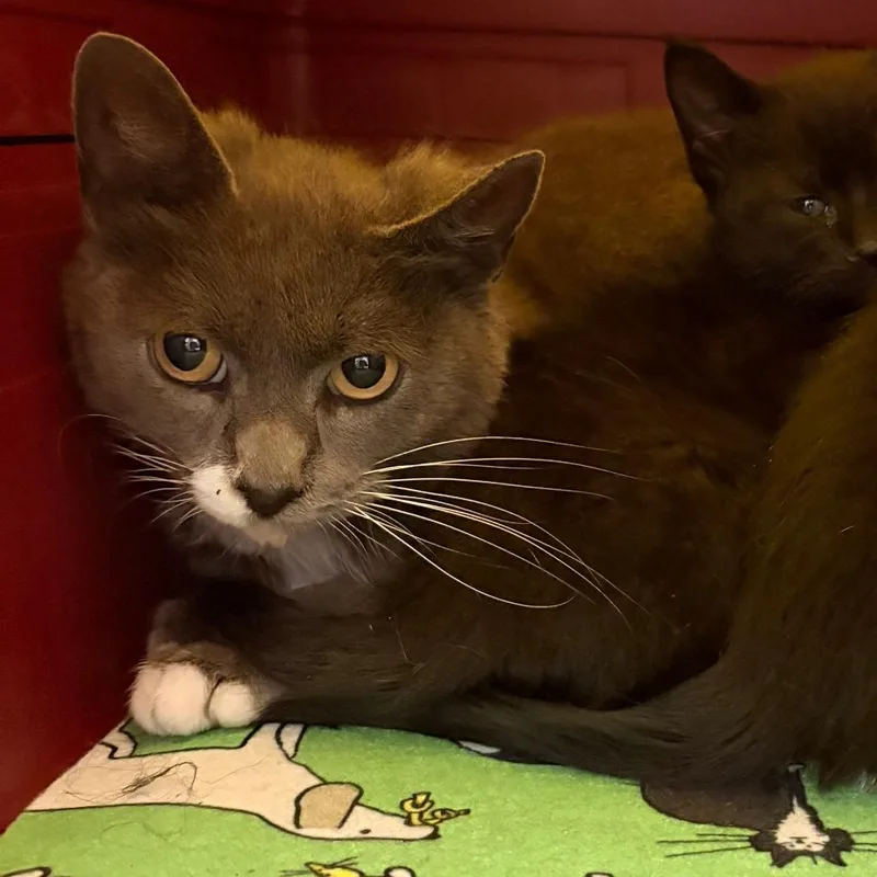 An adult medium-sized female Gray / Blue / Silver Domestic Short Hair cat named Cookie for adoption in Philadelphia, PA