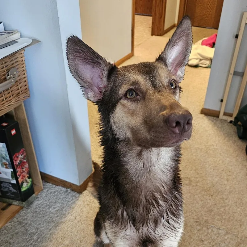 A young medium-sized female Red / Chestnut / Orange Shepherd dog named Sasha for adoption in Minneapolis, MN