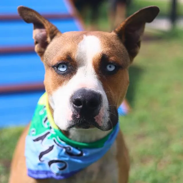 An adult medium-sized male American Staffordshire Terrier dog named Tiny for adoption in San Antonio, TX