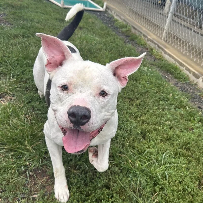 An adult large-sized male White / Cream American Staffordshire Terrier dog named Ghost for adoption in Ridgely, MD