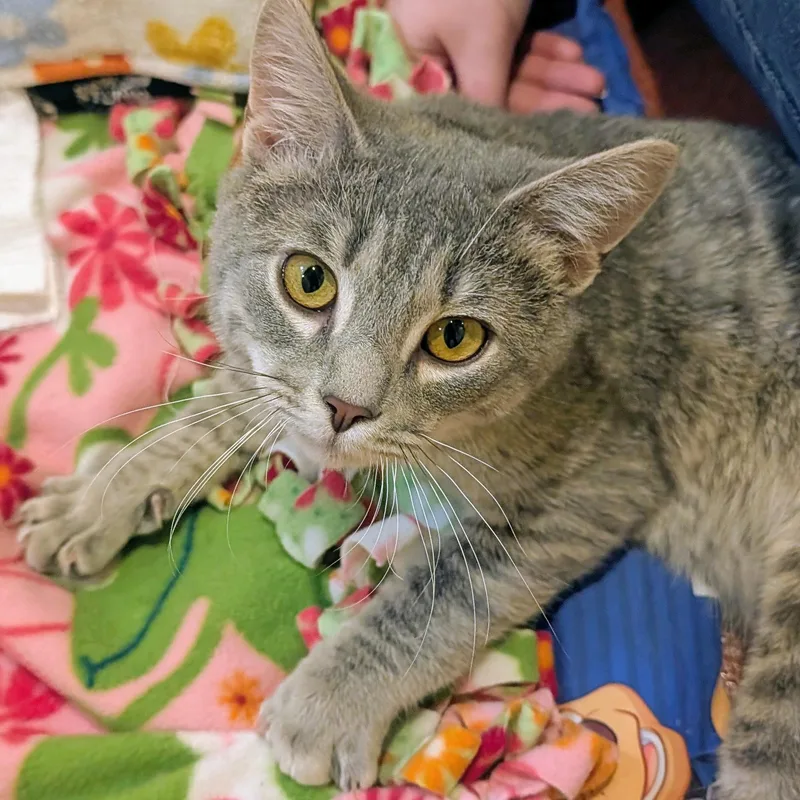 A young medium-sized male Tabby (Gray / Blue / Silver) Domestic Short Hair cat named Fergus for adoption in Accident, MD