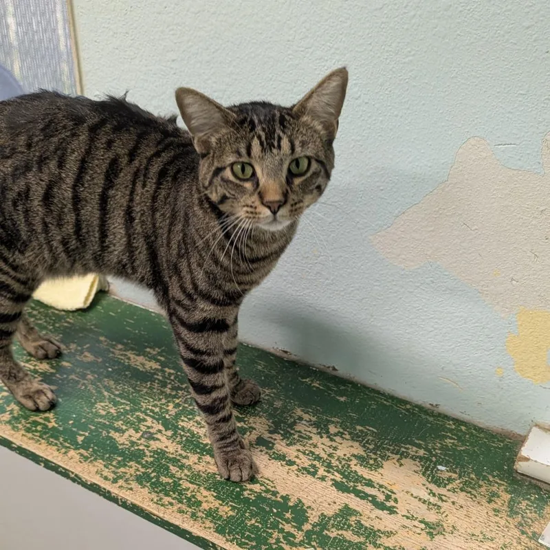 A young medium-sized male Brown / Chocolate Domestic Short Hair cat named Tumble for adoption in Buffalo, WY
