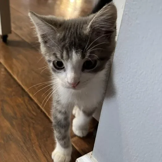 A baby medium-sized male Gray & White Domestic Short Hair cat named Kiwi for adoption in West Jefferson, OH